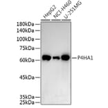 Western Blot - Anti-P4HA1 Antibody (A8644) - Antibodies.com