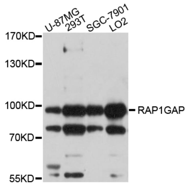 Western Blot - Anti-RAP1GAP Antibody (A10539) - Antibodies.com