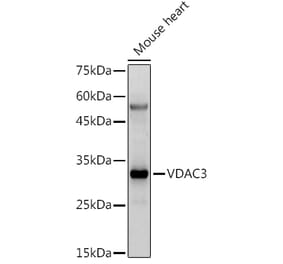Western Blot - Anti-VDAC3 Antibody (A8647) - Antibodies.com
