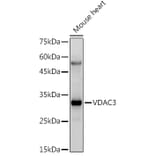 Western Blot - Anti-VDAC3 Antibody (A8647) - Antibodies.com