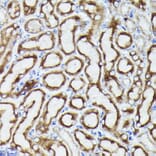 Immunohistochemistry - Anti-VDAC3 Antibody (A8647) - Antibodies.com