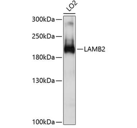 Western Blot - Anti-Laminin beta 2 Antibody (A8653) - Antibodies.com