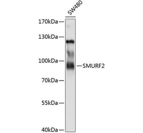 Western Blot - Anti-SMURF 2 Antibody (A8665) - Antibodies.com
