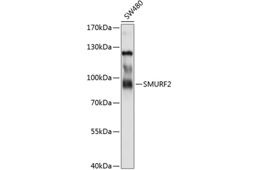 Western Blot - Anti-SMURF 2 Antibody (A8665) - Antibodies.com