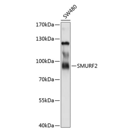 Western Blot - Anti-SMURF 2 Antibody (A8665) - Antibodies.com