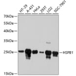 Western Blot - Anti-HSPB1 Antibody (A10606) - Antibodies.com