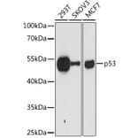 Western Blot - Anti-p53 Antibody [AMC0487] (A8672) - Antibodies.com