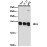 Western Blot - Anti-CBX5 Antibody (A10612) - Antibodies.com