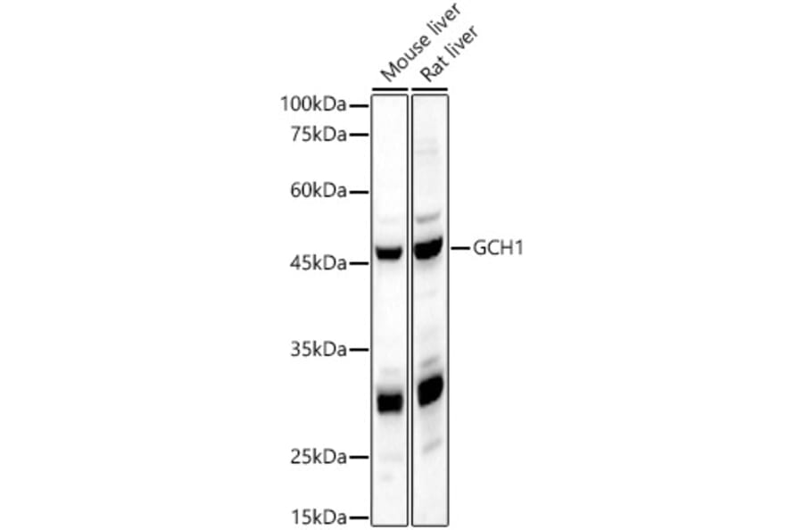 Western Blot - Anti-GCH1 Antibody (A8676) - Antibodies.com