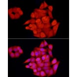 Immunofluorescence - Anti-GCH1 Antibody (A8676) - Antibodies.com