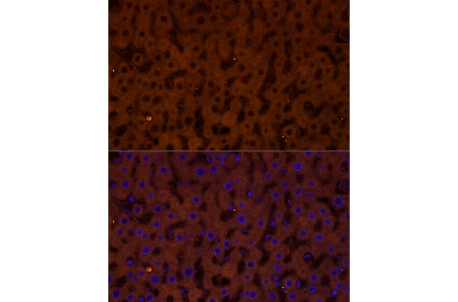 Immunofluorescence - Anti-Glucagon Receptor Antibody (A8677) - Antibodies.com