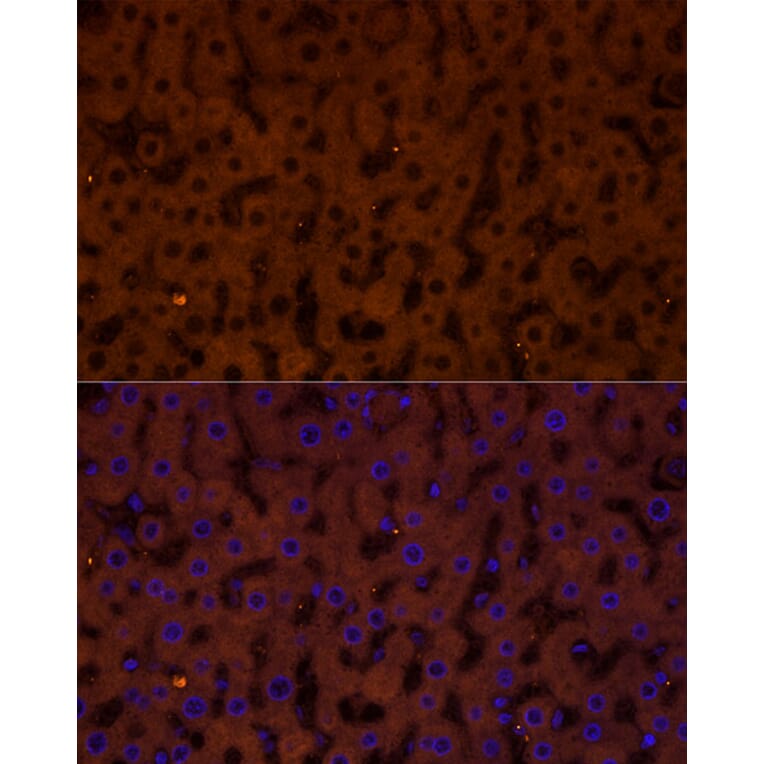 Immunofluorescence - Anti-Glucagon Receptor Antibody (A8677) - Antibodies.com