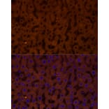 Immunofluorescence - Anti-Glucagon Receptor Antibody (A8677) - Antibodies.com