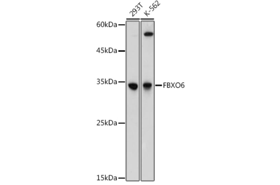 Western Blot - Anti-FbxO6 Antibody (A8694) - Antibodies.com