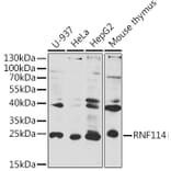 Western Blot - Anti-RNF114 Antibody (A8696) - Antibodies.com