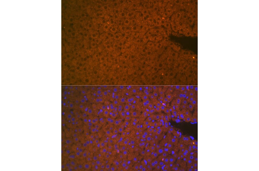 Immunofluorescence - Anti-Matriptase 2 Antibody (A8702) - Antibodies.com