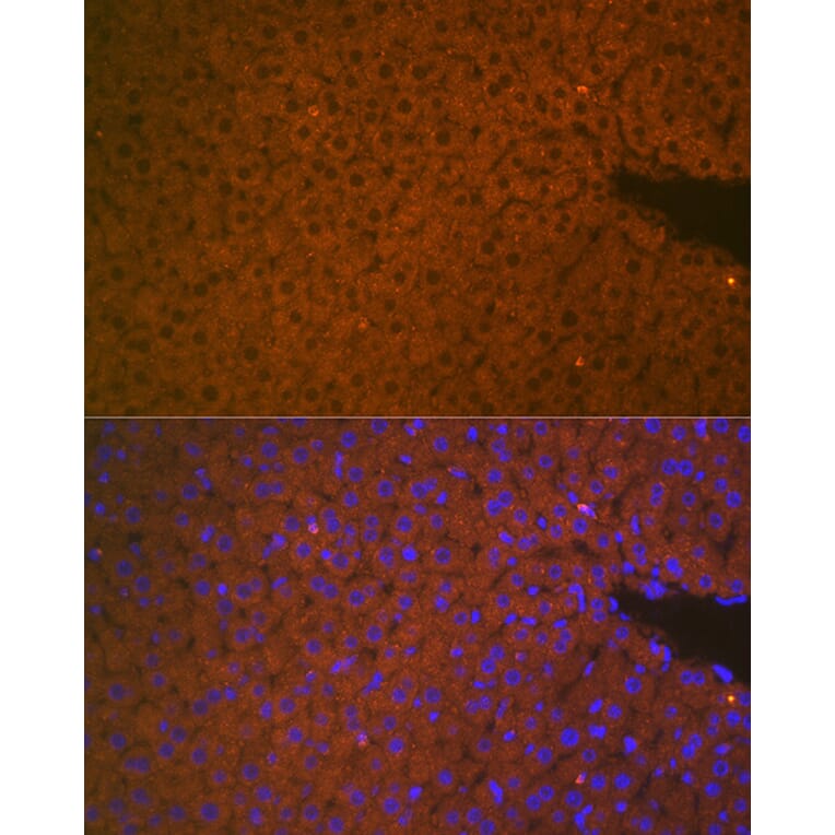 Immunofluorescence - Anti-Matriptase 2 Antibody (A8702) - Antibodies.com