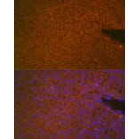 Immunofluorescence - Anti-Matriptase 2 Antibody (A8702) - Antibodies.com