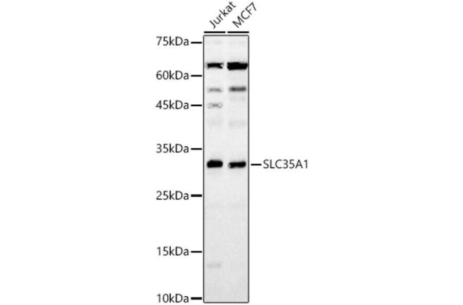 Western Blot - Anti-SLC35A1 Antibody (A8717) - Antibodies.com
