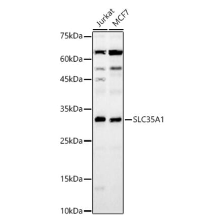 Western Blot - Anti-SLC35A1 Antibody (A8717) - Antibodies.com