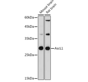 Western Blot - Anti-MASH1/Achaete-scute homolog 1 Antibody (A8728) - Antibodies.com