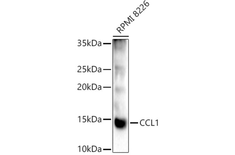 Western Blot - Anti-CCL1 Antibody (A8729) - Antibodies.com