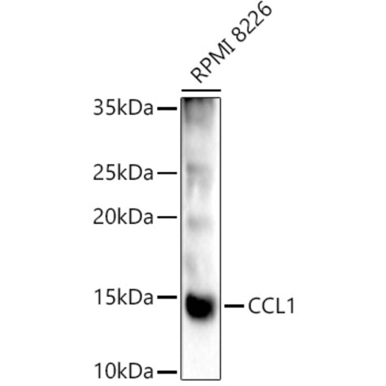 Western Blot - Anti-CCL1 Antibody (A8729) - Antibodies.com