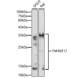 Western Blot - Anti-BCMA Antibody (A8765) - Antibodies.com