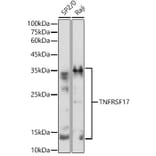 Western Blot - Anti-BCMA Antibody (A8765) - Antibodies.com