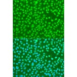 Immunofluorescence - Anti-HNRPDL Antibody (A8777) - Antibodies.com