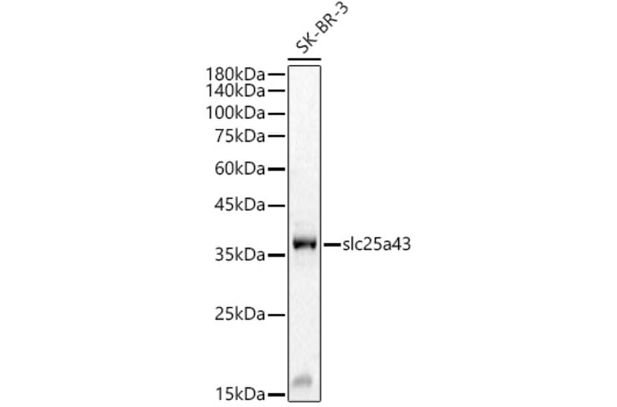 Western Blot - Anti-SLC25A43 Antibody (A8781) - Antibodies.com