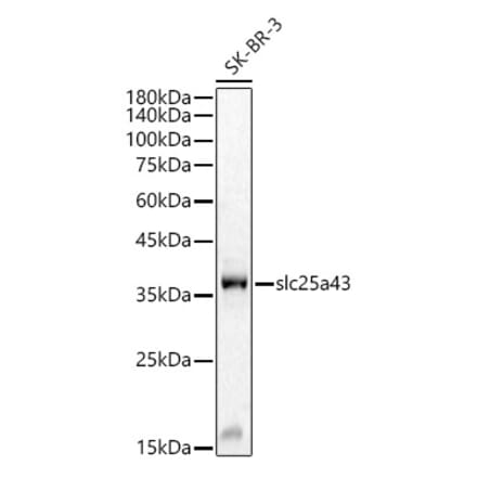 Western Blot - Anti-SLC25A43 Antibody (A8781) - Antibodies.com