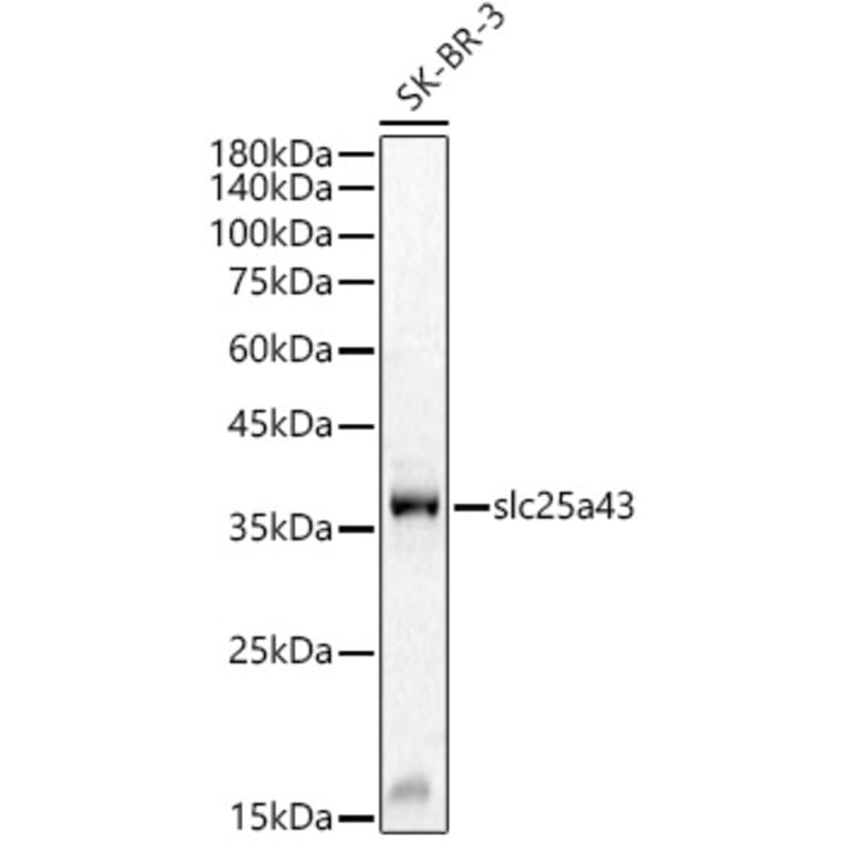 Western Blot - Anti-SLC25A43 Antibody (A8781) - Antibodies.com