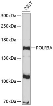 Western blot analysis of extracts of 293T cells, using Anti-POLR3A Antibody (A10737) at 1:1,000 dilution.
Secondary antibody: Goat Anti-Rabbit IgG (H+L) (HRP) (AS014) at 1:10,000 dilution.
Lysates / proteins: 25µg per lane.
Blocking buffer: 3% non-fat dry milk in TBST.
Detection: ECL Enhanced Kit (RM00021).
Exposure time: 90s.