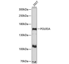 Western Blot - Anti-POLR3A Antibody (A8785) - Antibodies.com