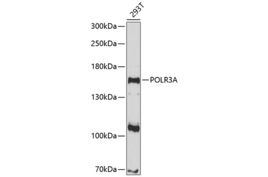 Western Blot - Anti-POLR3A Antibody (A8785) - Antibodies.com