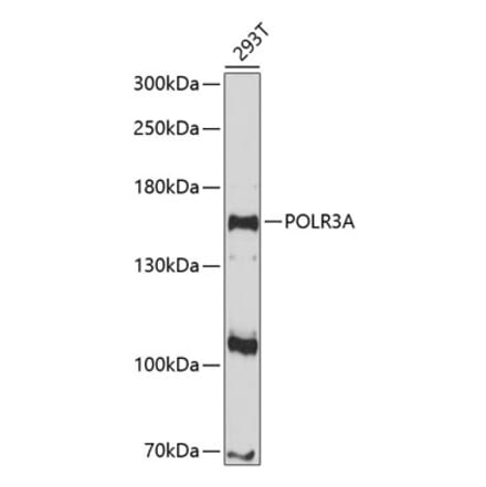 Western Blot - Anti-POLR3A Antibody (A8785) - Antibodies.com