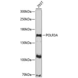 Western Blot - Anti-POLR3A Antibody (A8785) - Antibodies.com
