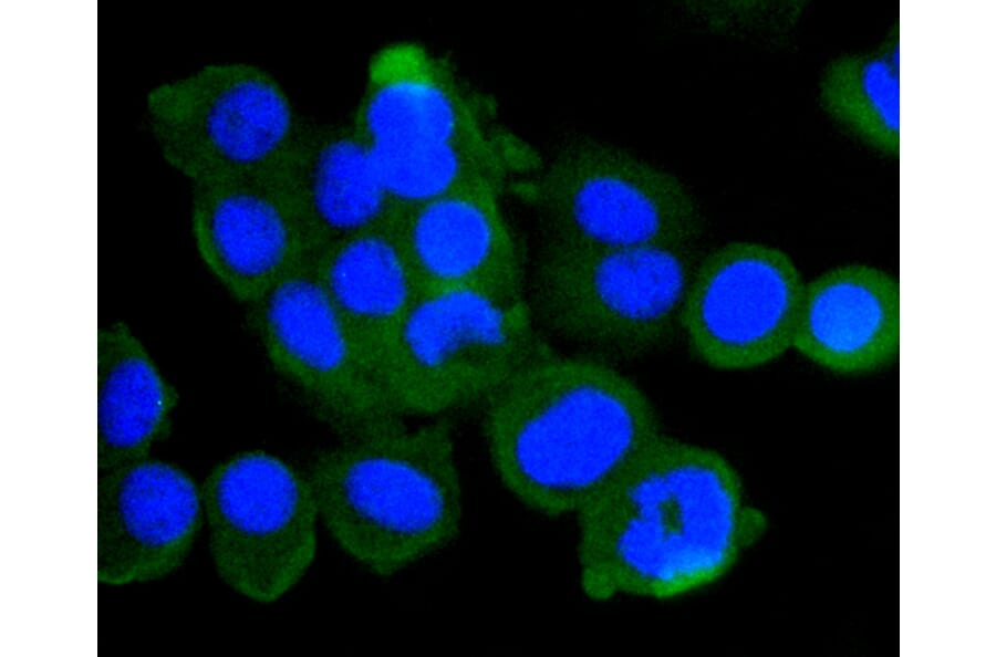 Immunofluorescence - Anti-ATM Antibody (A10745) - Antibodies.com