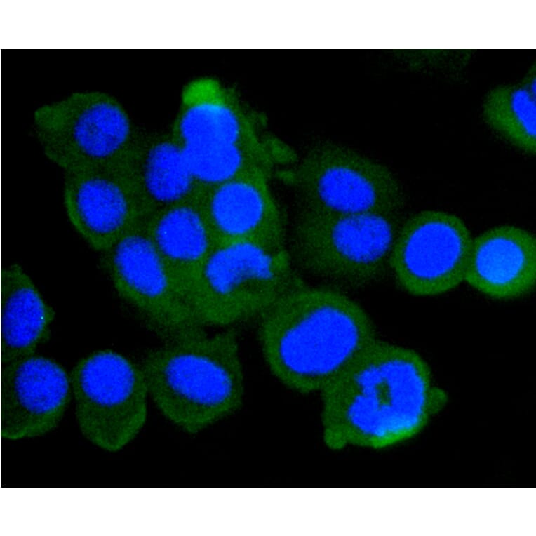 Immunofluorescence - Anti-ATM Antibody (A10745) - Antibodies.com