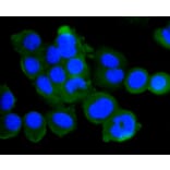 Immunofluorescence - Anti-ATM Antibody (A10745) - Antibodies.com