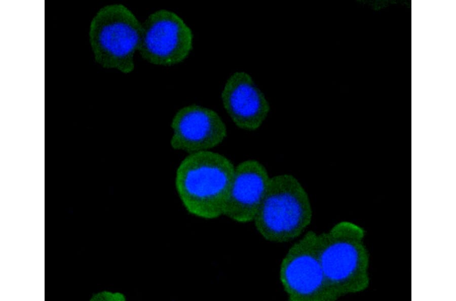 Immunofluorescence - Anti-ATM Antibody (A10745) - Antibodies.com