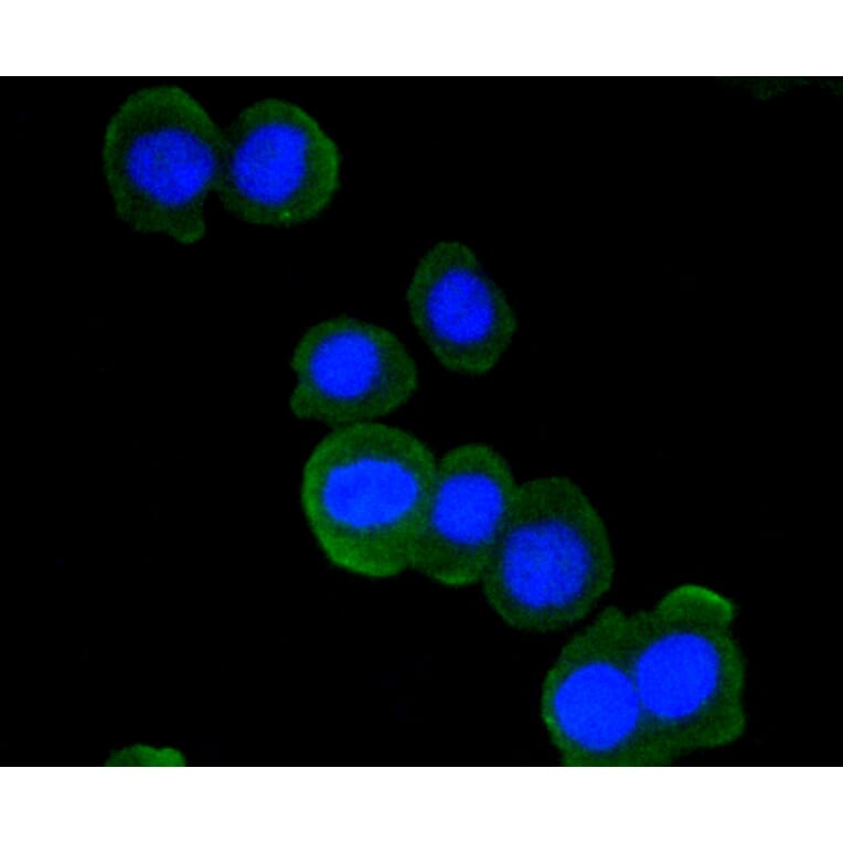 Immunofluorescence - Anti-ATM Antibody (A10745) - Antibodies.com