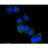 Immunofluorescence - Anti-ATM Antibody (A10745) - Antibodies.com