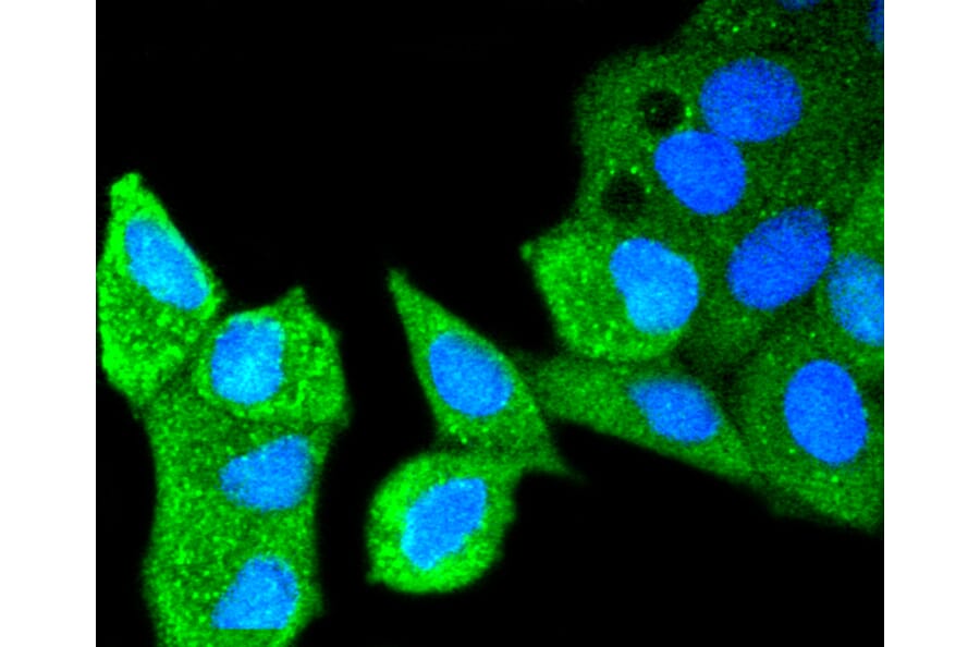 Immunofluorescence - Anti-ATM Antibody (A10745) - Antibodies.com