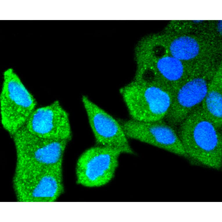 Immunofluorescence - Anti-ATM Antibody (A10745) - Antibodies.com