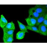 Immunofluorescence - Anti-ATM Antibody (A10745) - Antibodies.com