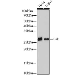 Western Blot - Anti-Bak Antibody [ARC0014] (A8789) - Antibodies.com