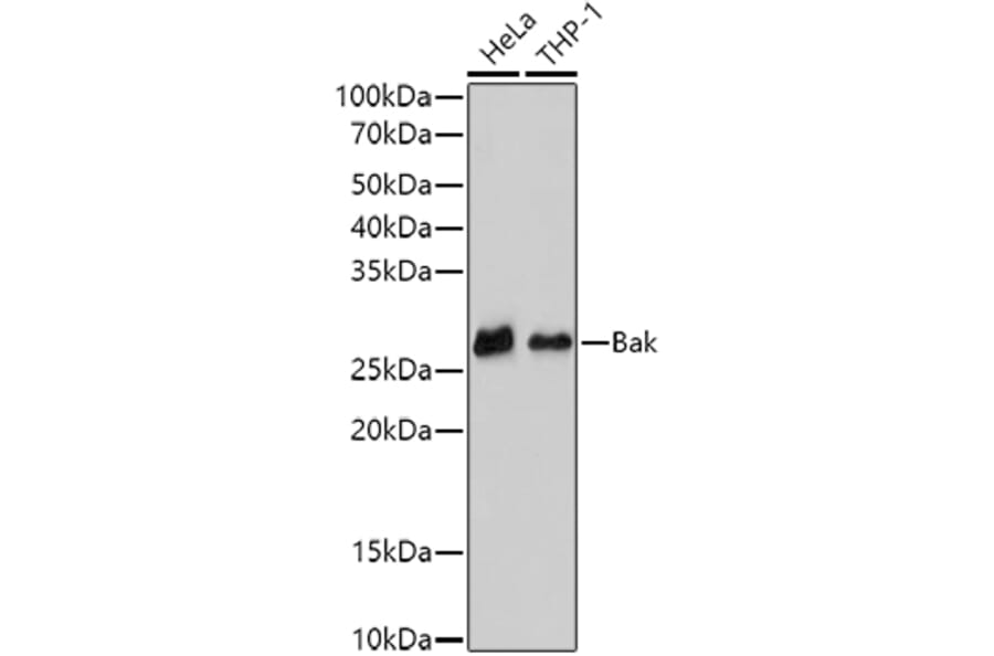 Western Blot - Anti-Bak Antibody [ARC0014] (A8789) - Antibodies.com