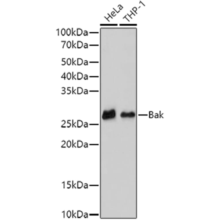 Western Blot - Anti-Bak Antibody [ARC0014] (A8789) - Antibodies.com